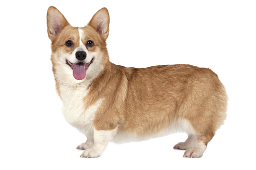 Cute Dog Corgi Transparent PNG Image