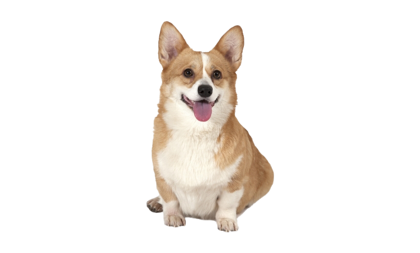 Cute Dog Corgi Transparent PNG Image