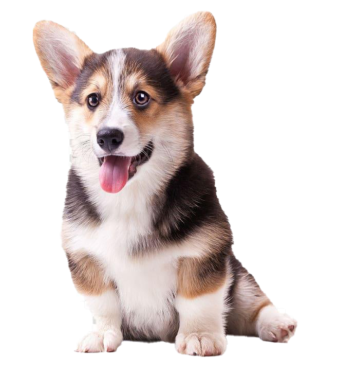 Cute Dog Corgi Transparent PNG Image
