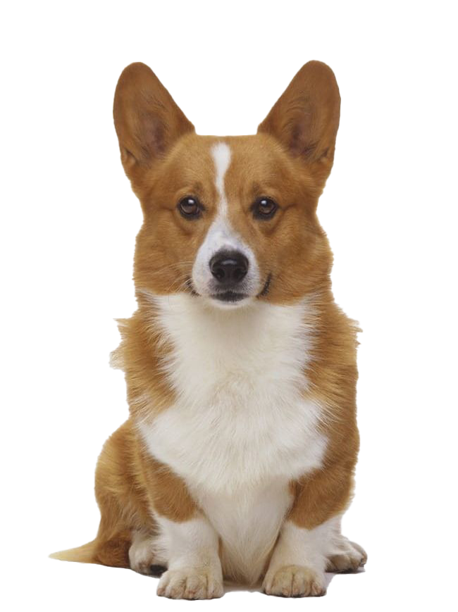 Cute Dog Corgi Transparent PNG Image