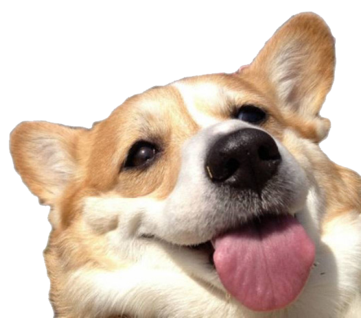 Cute Dog Corgi Transparent PNG Image