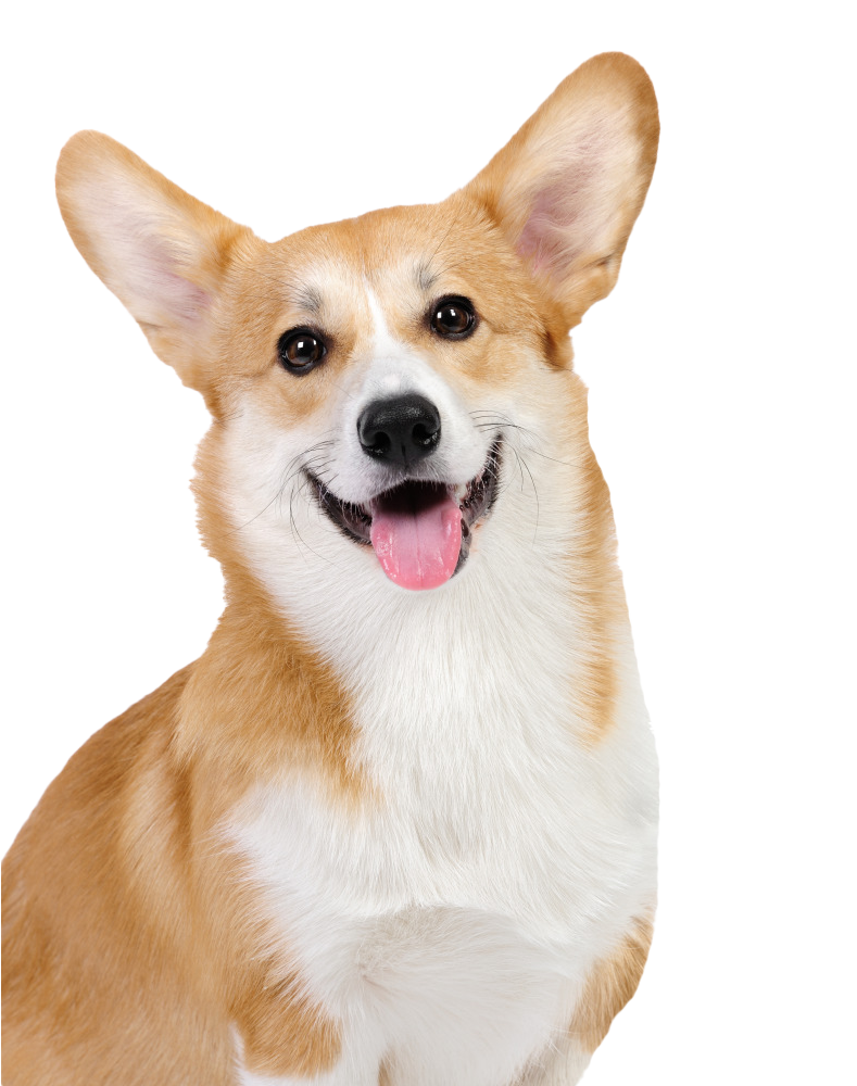 Cute Dog Corgi Transparent PNG Image