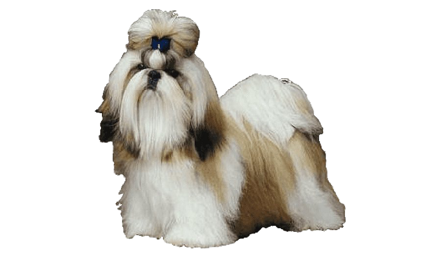 Shih Tzu Transparent PNG Image