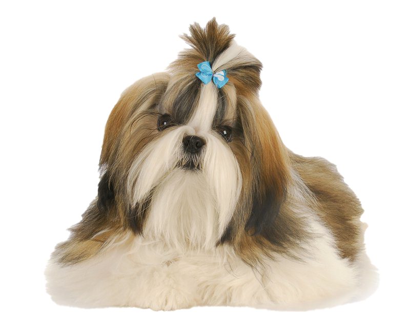 Shih Tzu Transparent PNG Image