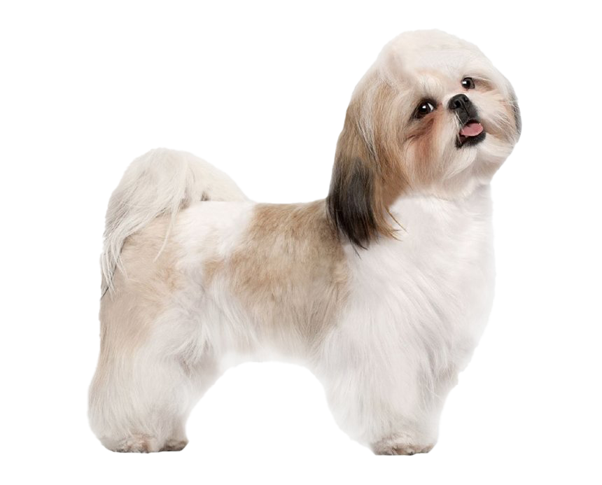 Shih Tzu Transparent PNG Image
