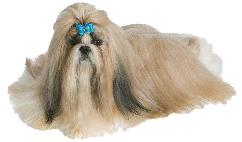 Shih Tzu Transparent PNG Image