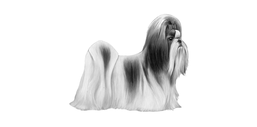 Shih Tzu Transparent PNG Image