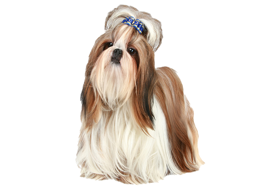 Shih Tzu Transparent PNG Image