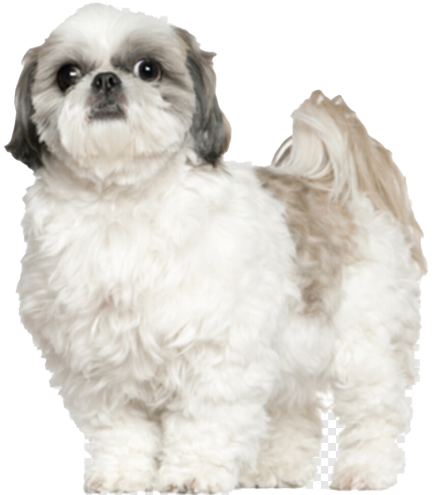 Shih Tzu Transparent PNG Image