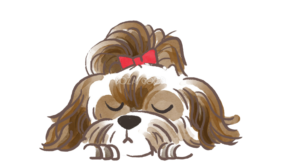Shih Tzu Transparent PNG Image
