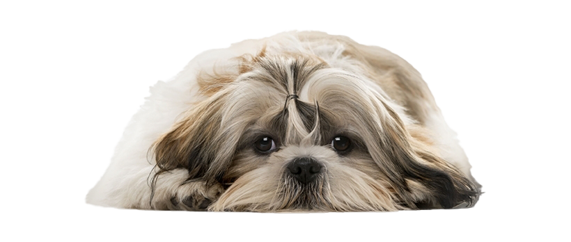 Shih Tzu Transparent PNG Image