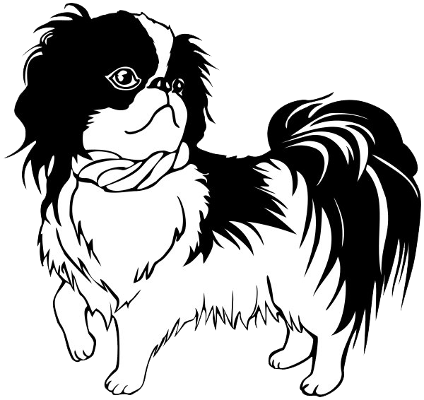 Shih Tzu Transparent PNG Image
