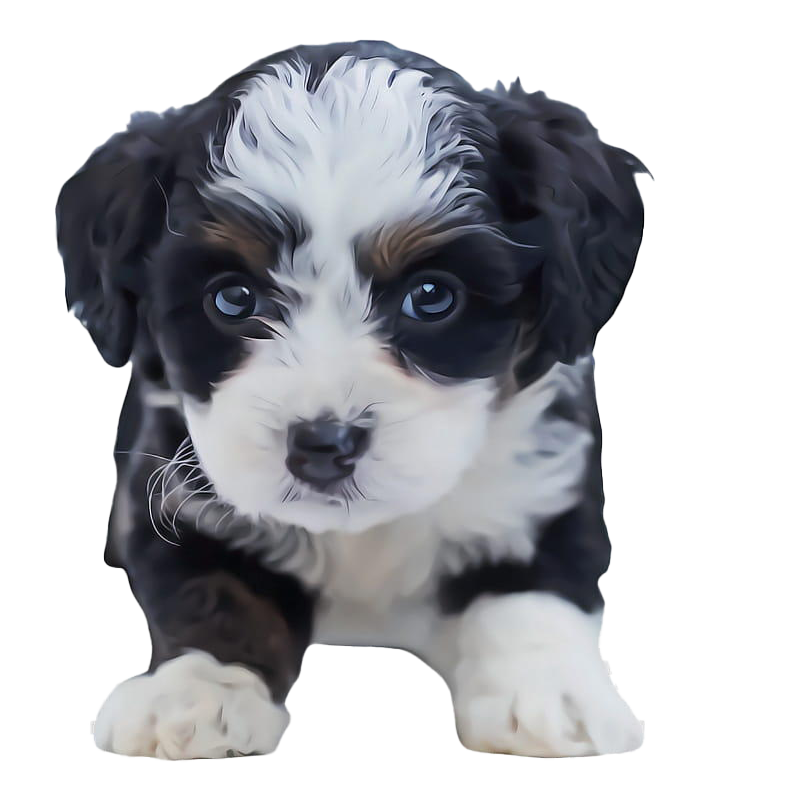 Shih Puppy Tzu Transparent PNG Image