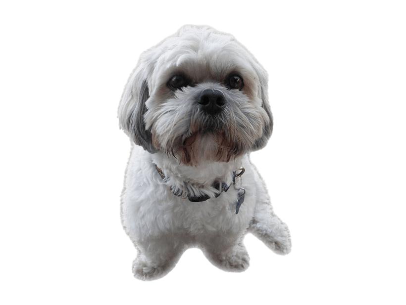 Shih Puppy Tzu Transparent PNG Image