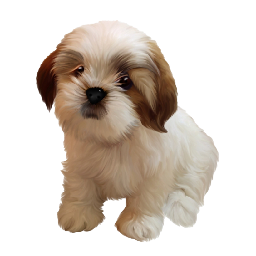 Shih Puppy Tzu Transparent PNG Image