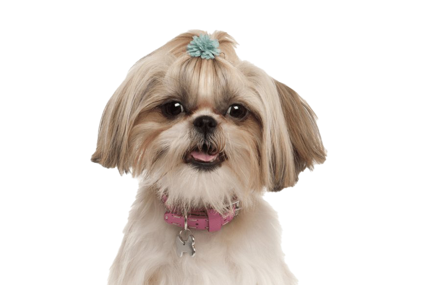 Shih Puppy Tzu Transparent PNG Image