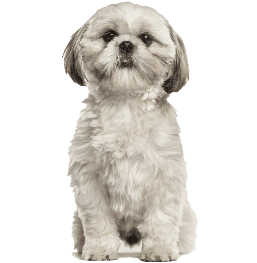 Shih Puppy Tzu Transparent PNG Image
