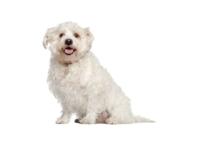 Shih Puppy Tzu Transparent PNG Image