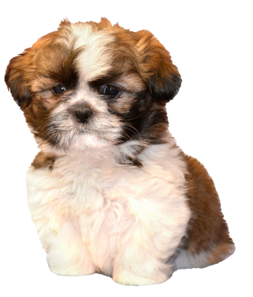 Shih Tzu Transparent PNG Image