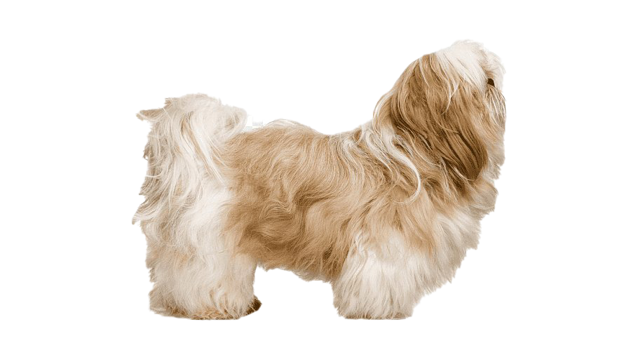 Shih Tzu File Transparent PNG Image