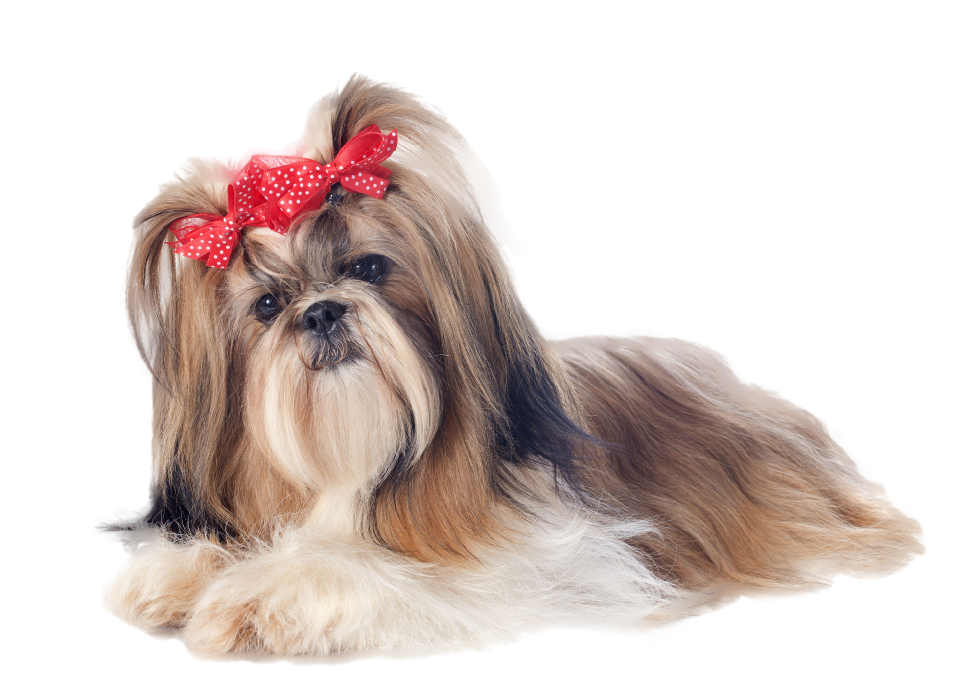 Cute Shih Tzu Transparent PNG Image