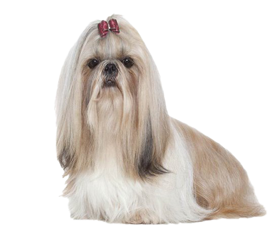 Cute Shih Tzu Transparent PNG Image