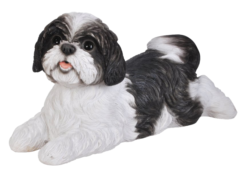 Cute Shih Tzu Transparent PNG Image