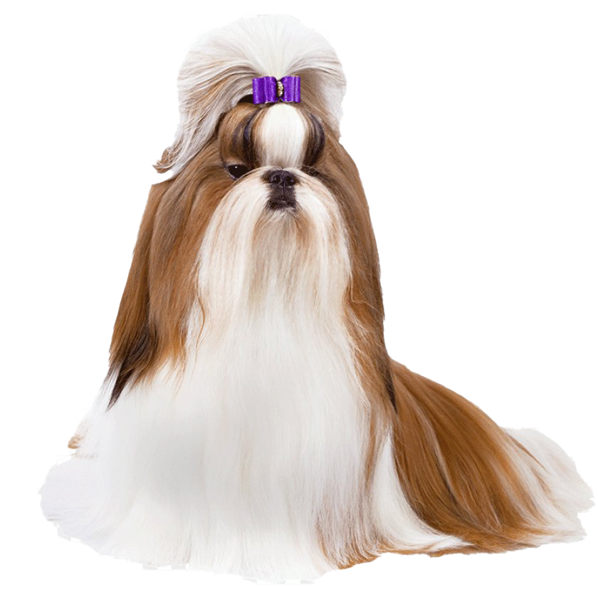 Cute Shih Tzu Transparent PNG Image