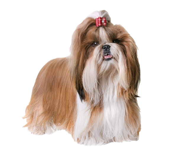 Cute Shih Tzu Transparent PNG Image