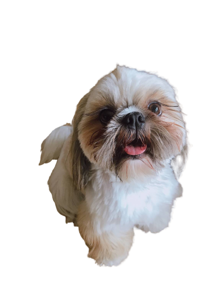 Dog Companion Transparent PNG Image