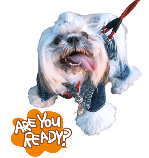 Cute Dog Companion Transparent PNG Image