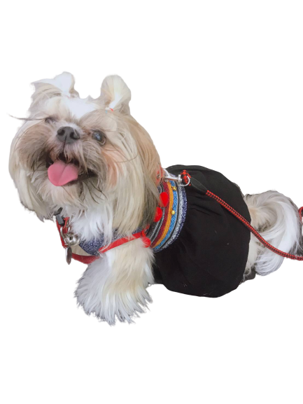 Adorable Dog Companion Transparent PNG Image