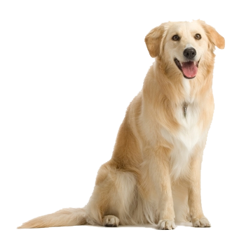 Dog 7 Transparent PNG Image