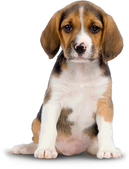 Dog Transparent PNG Image