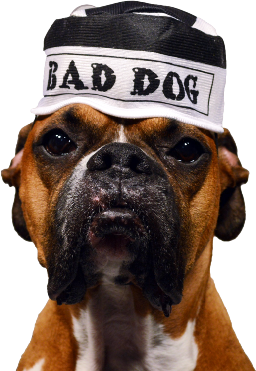 Cap Boxer Dog Transparent PNG Image