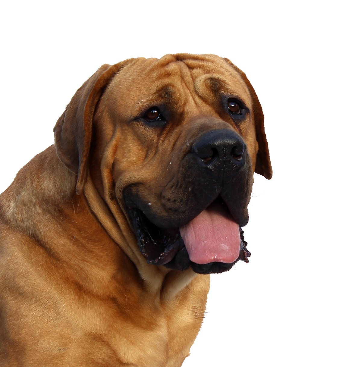 Close Boxer Dog Up File Transparent PNG Image