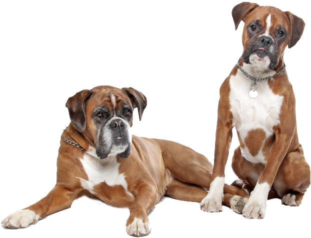 Couple Boxer Dog Transparent PNG Image