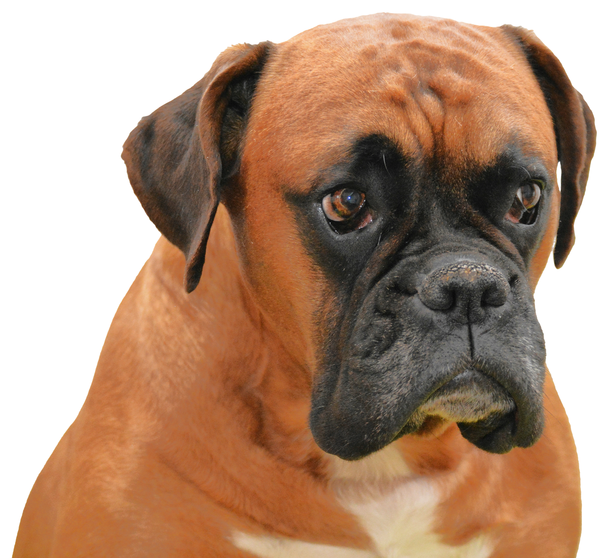 Boxer Dog Face Transparent PNG Image