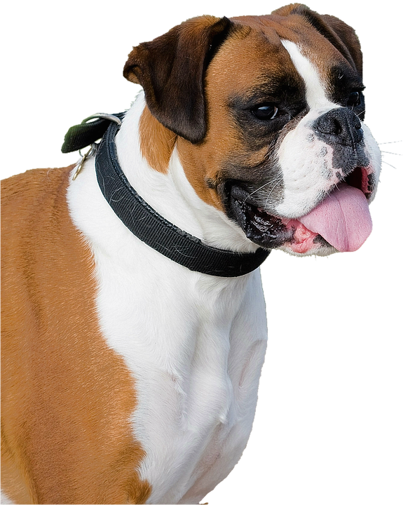 Boxer Dog Transparent PNG Image