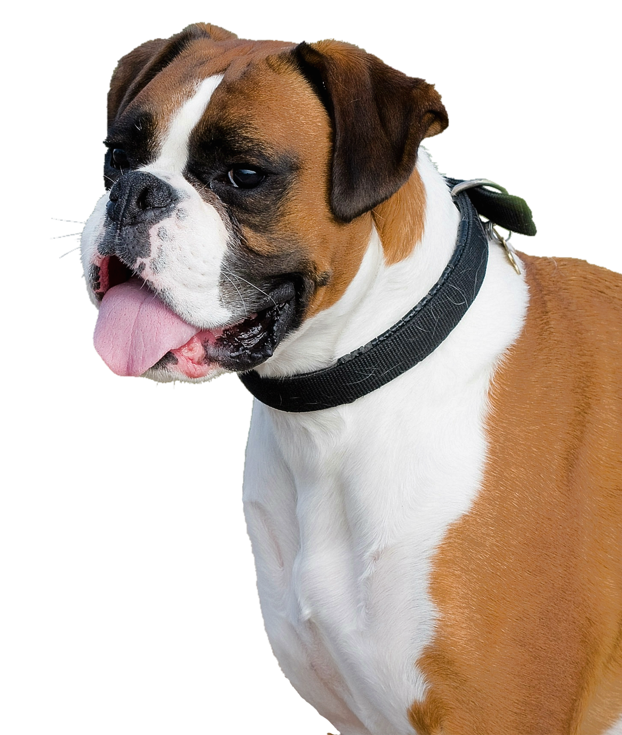 Tongue Boxer Dog Out Transparent PNG Image