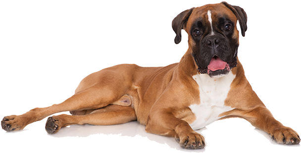 Brown Boxer Dog Transparent PNG Image