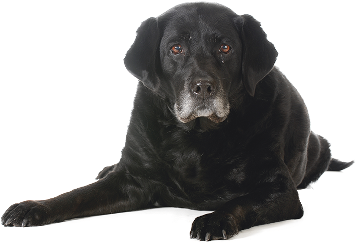 Black Dog Sitting Transparent PNG Image