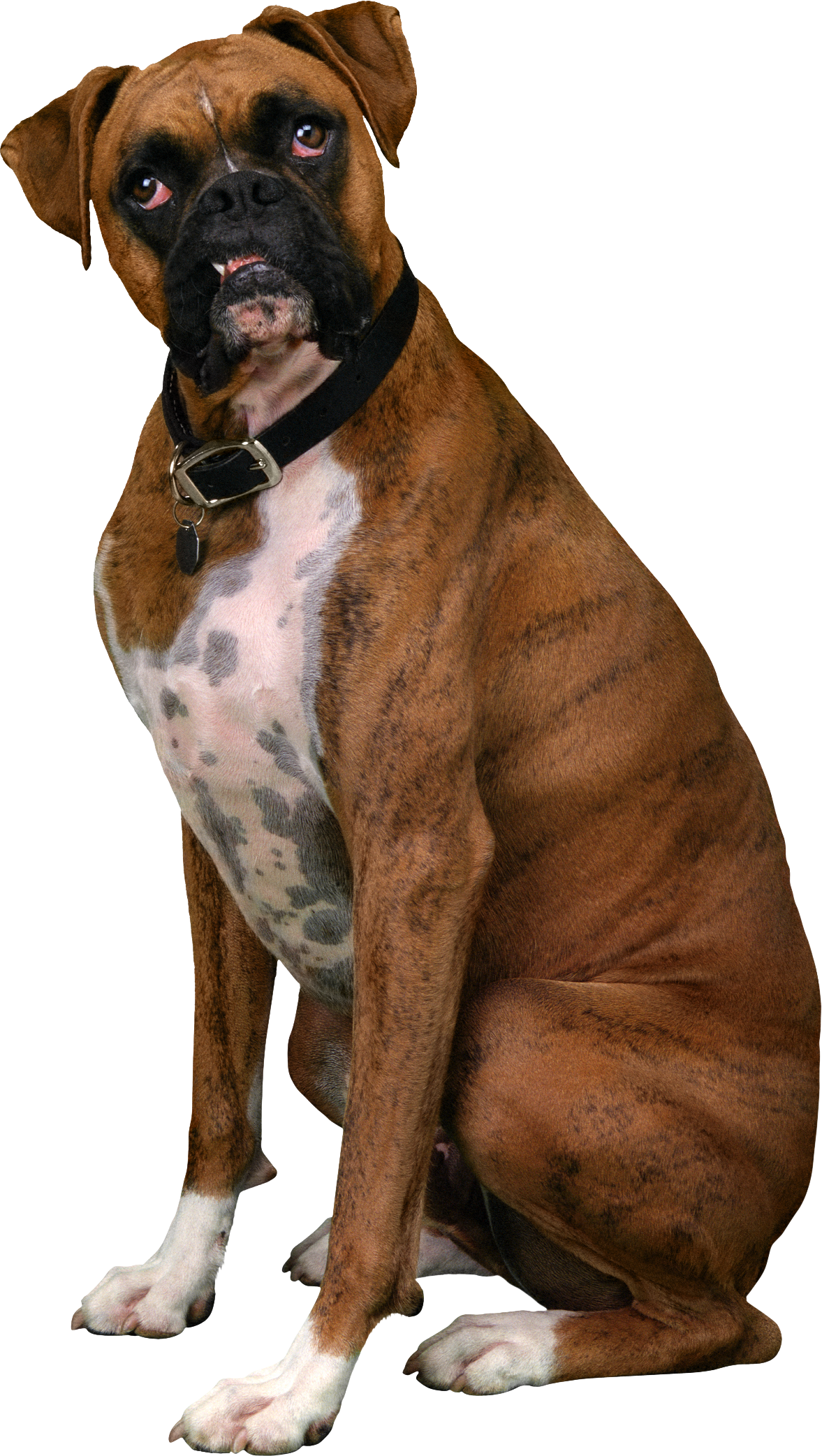 Boxer Dog Sitting Transparent PNG Image