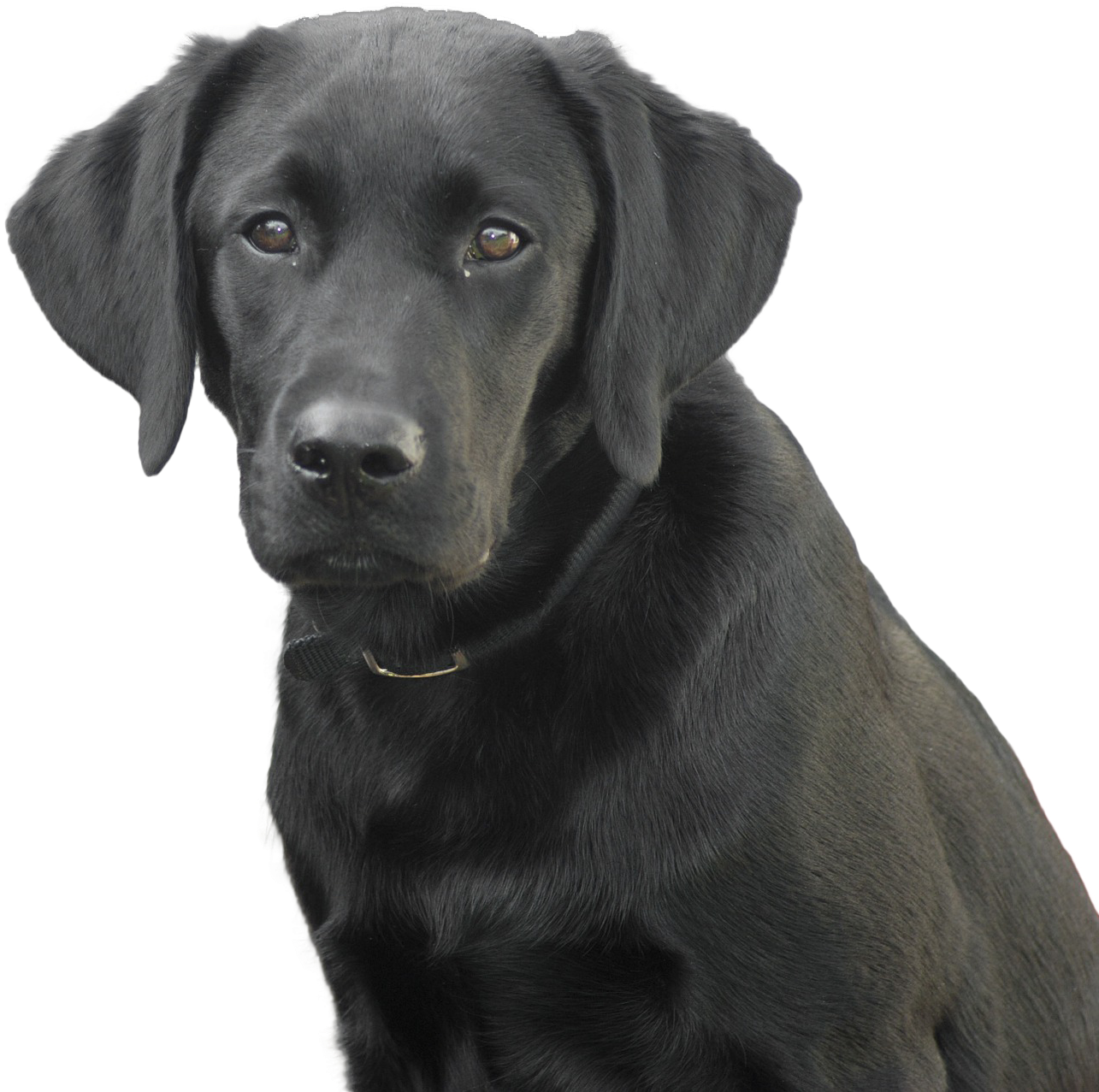 Black Labrador Dog Transparent PNG Image