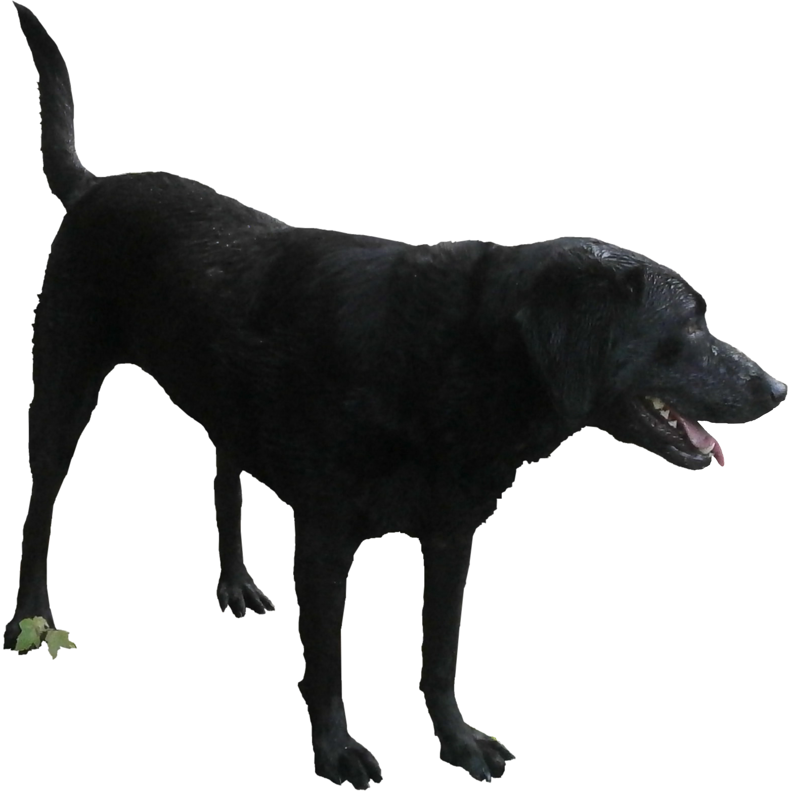 Standing Black Labrador Dog Transparent PNG Image
