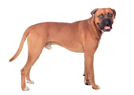 Standing Boxer Dog Transparent PNG Image