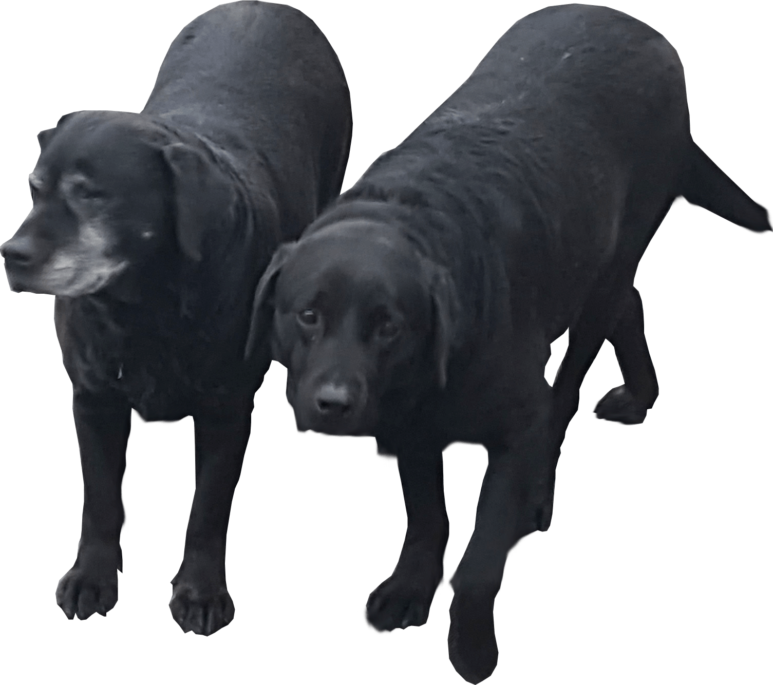 Couple Black Dog Transparent PNG Image