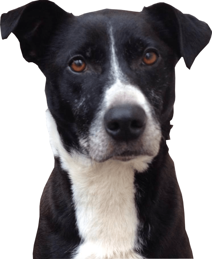 Head Black Dog Transparent PNG Image