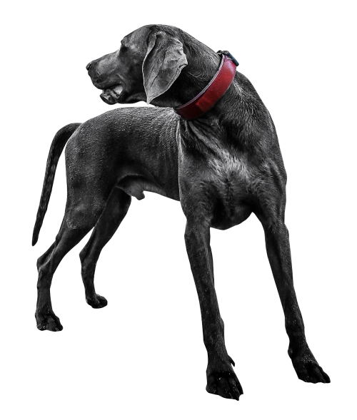 Legs Black Dog Long Transparent PNG Image