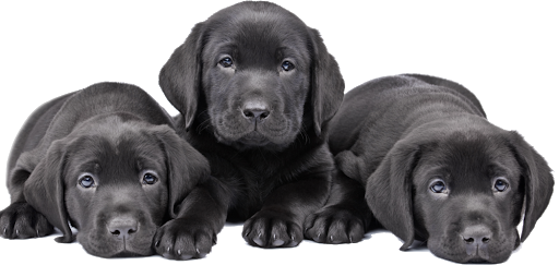 Puppies Black Dog Transparent PNG Image